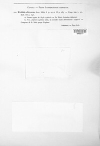 Trullula olivascens image